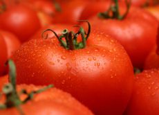 Cel mai delicios varietate de tomate