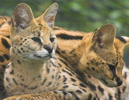 Rasa de pisici Serval