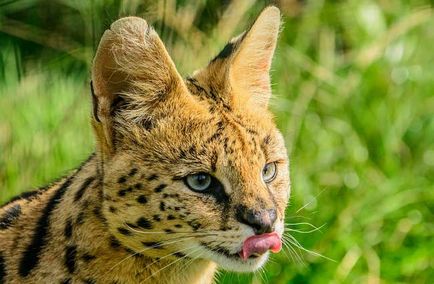 Rasa de pisici Serval