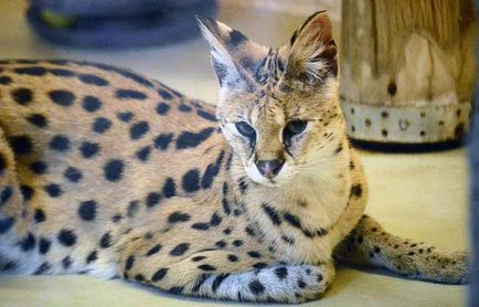 Rasa de pisici Serval