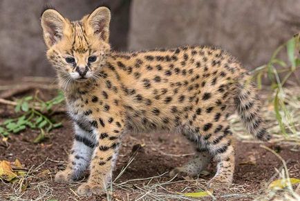 Rasa de pisici Serval