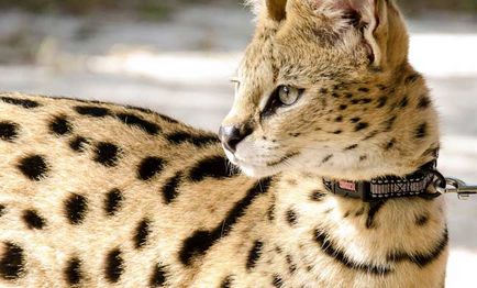 Rasa de pisici Serval