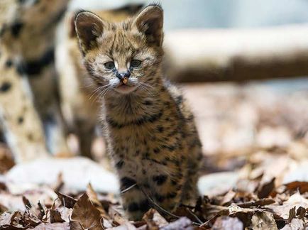 Rasa de pisici Serval