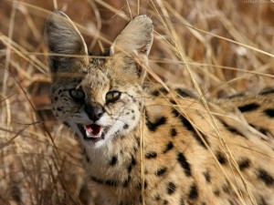 Rasa de pisici Serval