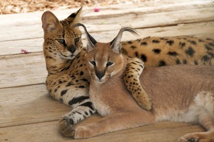 Rasa de pisici Serval