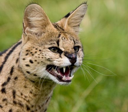 Rasa de pisici Serval