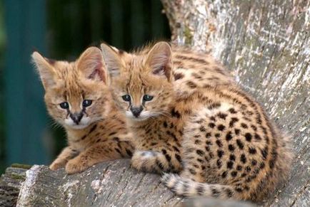 Rasa de pisici Serval