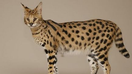 Rasa de pisici Serval