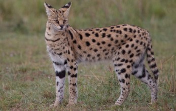 Rasa de pisici Serval