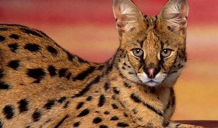 Descriere Serval pisica rasa, întreținere, îngrijire, foto, pret