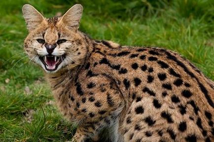 Rasa de pisici Serval