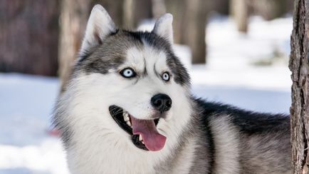 Rasa câinii cu ochi albastri