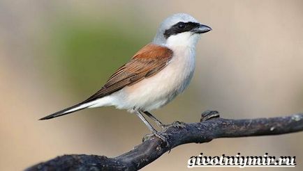 Ce este Shrike