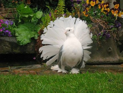 Doves pentru nunti