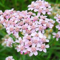 Yarrow din cultivarea semințelor de