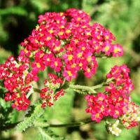 Yarrow din cultivarea semințelor de Yarrow din cultivarea semințelor de