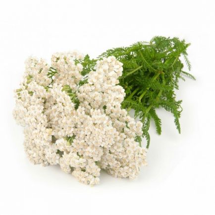 Yarrow din cultivarea semințelor de