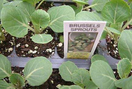 varză de Bruxelles Cultivarea varză de