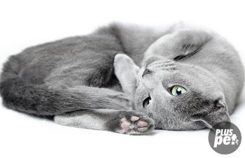 Caracterul pisicilor albastre din România
