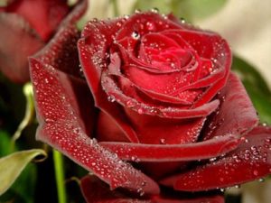 Ce simbolizează trandafiri