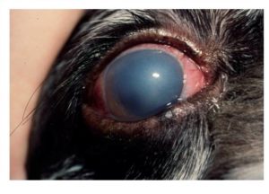 tratament pentru ochi canin