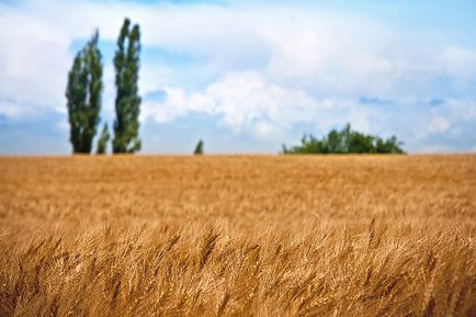 Ce se va întâmpla cu planeta fără a omului