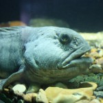Catfish - beneficii și prejudicii de consum de pește, cum să gătească, calorii, util