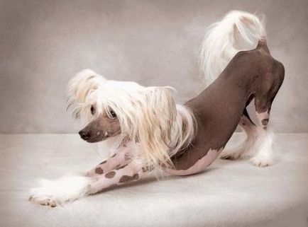 10 Cele mai neobișnuite rase de câini