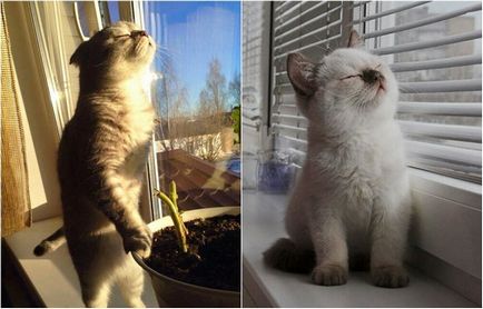 20 poze cu pisici, care iubesc soarele mai mult decât orice altceva