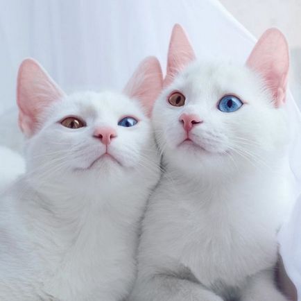 20 Cele mai frumoase pisici din lume