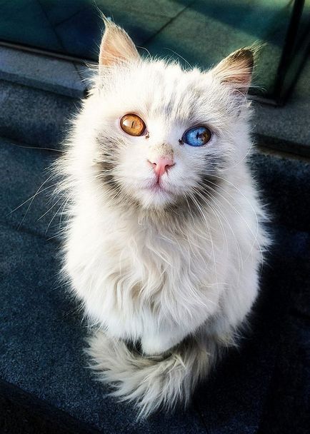 20 Cele mai frumoase pisici din lume