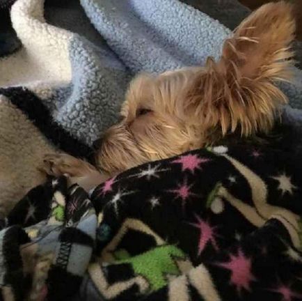 21 Motivul pentru care nu ar trebui să înceapă un Yorkshire Terrier