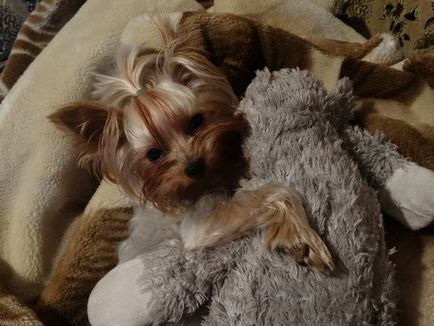 21 Motivul pentru care nu ar trebui să înceapă un Yorkshire Terrier