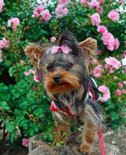 21 Motivul pentru care nu ar trebui să înceapă un Yorkshire Terrier