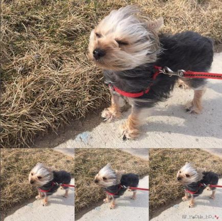 21 Motivul pentru care nu ar trebui să înceapă un Yorkshire Terrier