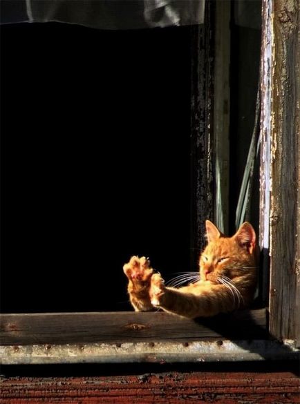 25 Dovada că pisica mai mult decât orice să iubesc soarele