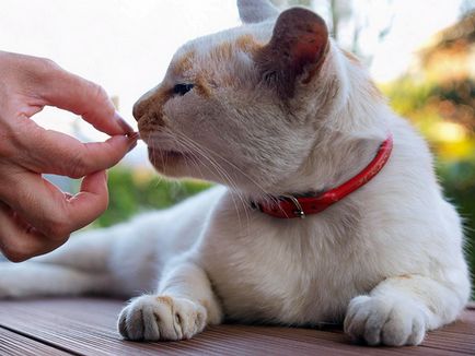 5 moduri de a face pisica afectuos - pisici în jurul valorii de