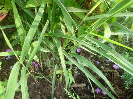 6 moduri de 2 sfaturi cu privire la modul de a scăpa de iarbă canapea în grădină