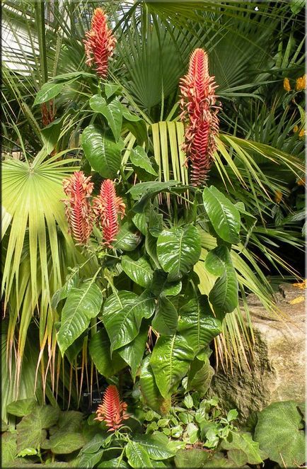 Aphelandra (Aphelandra)