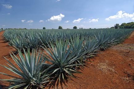 Agave Azul - planta mexicana din care tequila - Ghid de călătorie - lumea