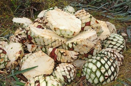 Agave Azul - planta mexicana din care tequila - Ghid de călătorie - lumea