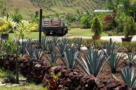 Agave Azul - planta mexicana din care tequila - Ghid de călătorie - lumea