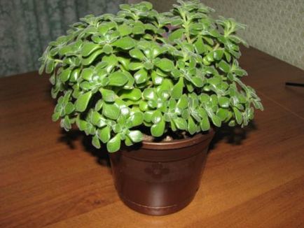 Aichryson sau houseplant descriere dragoste copac, de plantare și îngrijire
