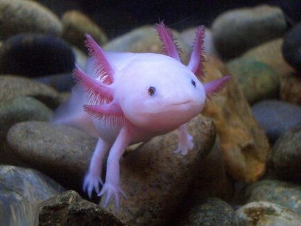 Axolotl - larvă ambistomy