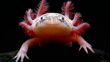 Condițiile Axolotl de detenție și îngrijire, foto și video de revizuire