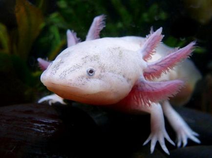 Condițiile Axolotl de detenție și îngrijire, foto și video de revizuire