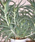 Aloe vera (aloe)