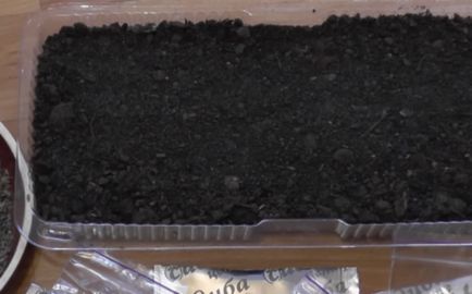 Steliforme - tot mai mare de semințe, atunci când pentru a planta