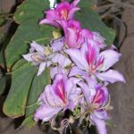 Bauhinia (copac Orchid) de îngrijire la fotografie acasă, cultivarea speciilor de semințe și a acestora