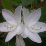Bauhinia (copac Orchid) de îngrijire la fotografie acasă, cultivarea speciilor de semințe și a acestora